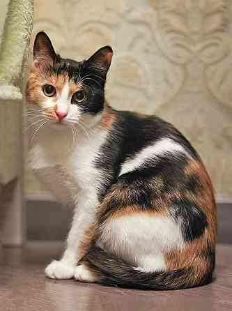 Очаровательная трёхцветка Лора в поиске дома Москва