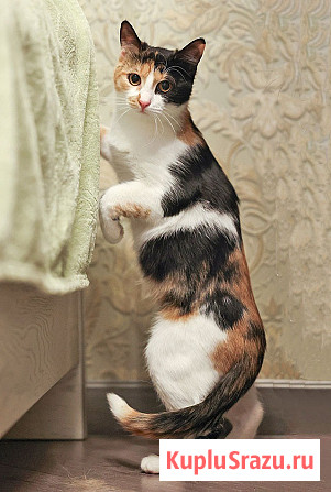 Очаровательная трёхцветка Лора в поиске дома Москва - изображение 4