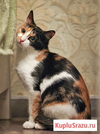 Очаровательная трёхцветка Лора в поиске дома Москва - изображение 2