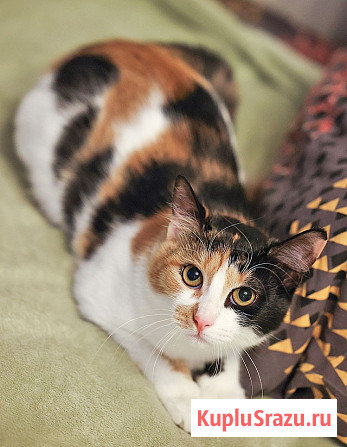 Очаровательная трёхцветка Лора в поиске дома Москва - изображение 3