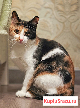 Очаровательная трёхцветка Лора в поиске дома Москва - изображение 1