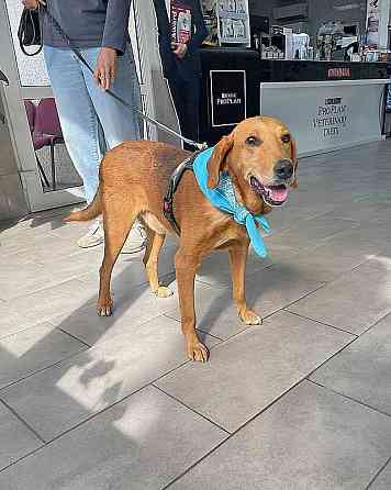 Добрый, нежный песик Рыжулик, метис Русской Гончей в дар Москва