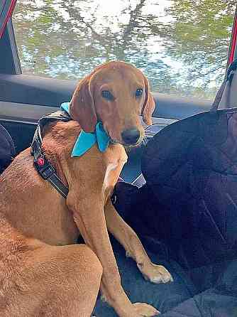 Добрый, нежный песик Рыжулик, метис Русской Гончей в дар Москва