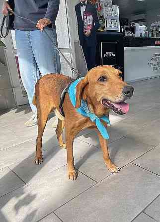 Добрый, нежный песик Рыжулик, метис Русской Гончей в дар Москва