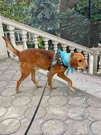 Добрый, нежный песик Рыжулик, метис Русской Гончей в дар Москва