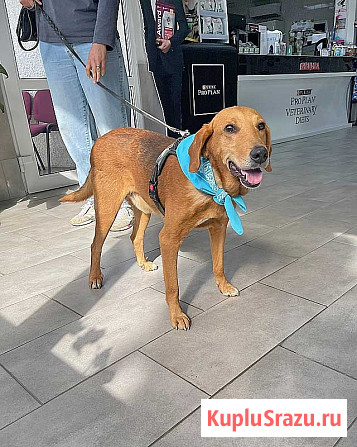 Добрый, нежный песик Рыжулик, метис Русской Гончей в дар Москва - изображение 4