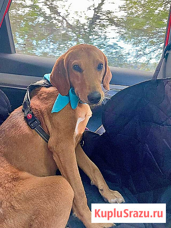 Добрый, нежный песик Рыжулик, метис Русской Гончей в дар Москва - изображение 2