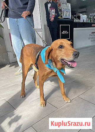 Добрый, нежный песик Рыжулик, метис Русской Гончей в дар Москва - изображение 3