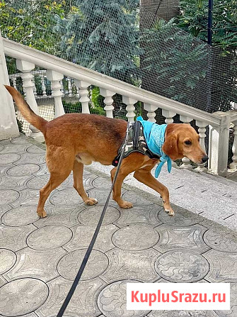 Добрый, нежный песик Рыжулик, метис Русской Гончей в дар Москва - изображение 1