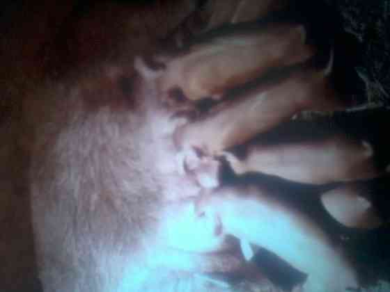 Поросята дюрки Оренбург