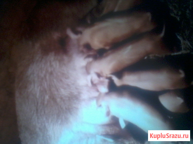 Поросята дюрки Оренбург - изображение 1