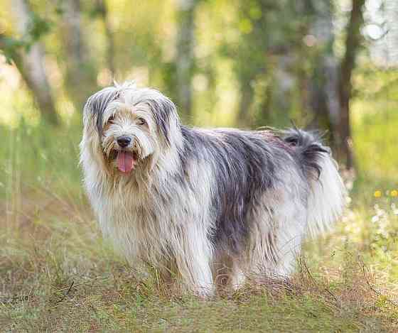 Молодая некрупная собачка Груша ищет дом Москва
