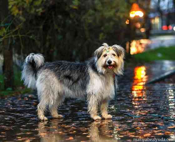 Молодая некрупная собачка Груша ищет дом Москва