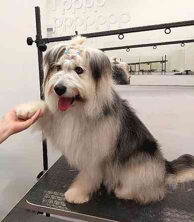 Молодая некрупная собачка Груша ищет дом Москва