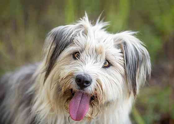 Молодая некрупная собачка Груша ищет дом Москва