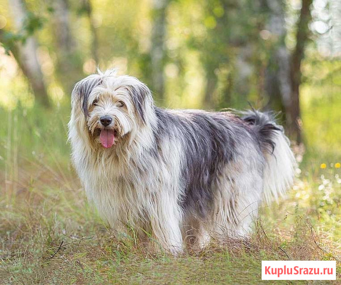 Молодая некрупная собачка Груша ищет дом Москва - изображение 1