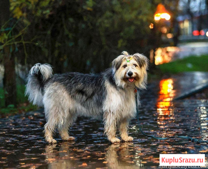 Молодая некрупная собачка Груша ищет дом Москва - изображение 4