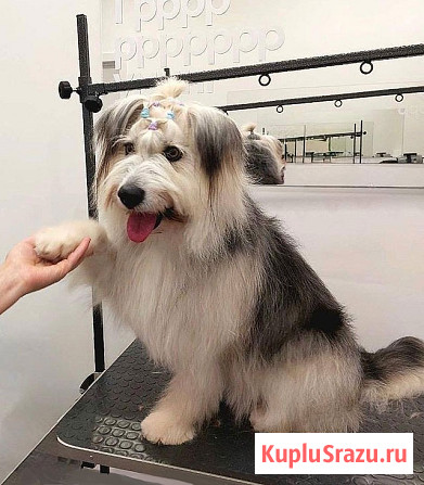 Молодая некрупная собачка Груша ищет дом Москва - изображение 3