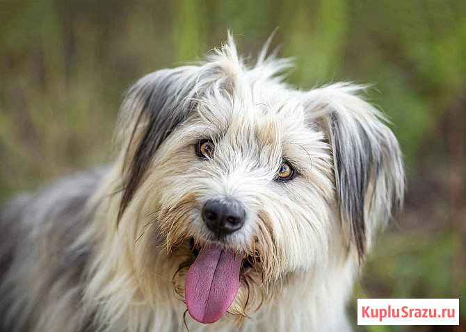 Молодая некрупная собачка Груша ищет дом Москва - изображение 2