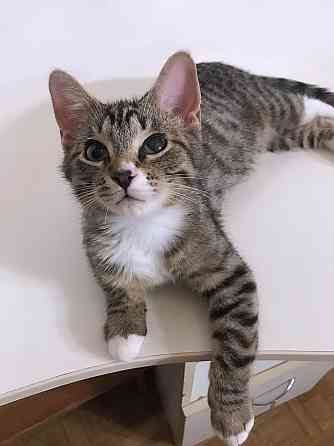 Обаятельный минитигренок, котенок Ося ищет дом Санкт-Петербург