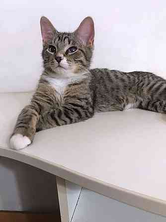 Обаятельный минитигренок, котенок Ося ищет дом Санкт-Петербург