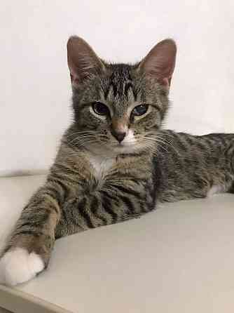 Обаятельный минитигренок, котенок Ося ищет дом Санкт-Петербург