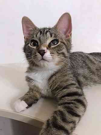 Обаятельный минитигренок, котенок Ося ищет дом Санкт-Петербург