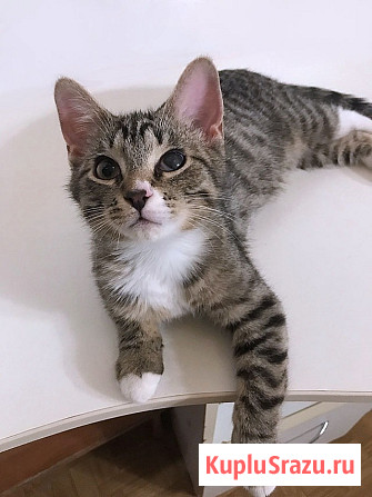 Обаятельный минитигренок, котенок Ося ищет дом Санкт-Петербург - изображение 1