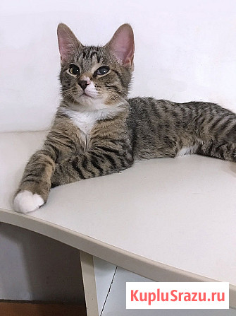 Обаятельный минитигренок, котенок Ося ищет дом Санкт-Петербург - изображение 3