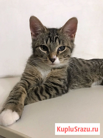 Обаятельный минитигренок, котенок Ося ищет дом Санкт-Петербург - изображение 2