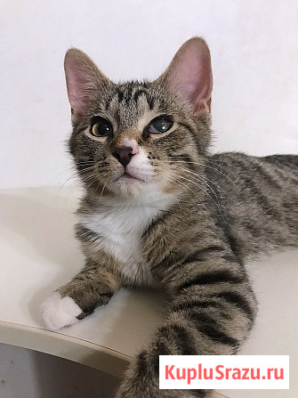 Обаятельный минитигренок, котенок Ося ищет дом Санкт-Петербург - изображение 4