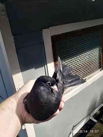 Голуби продажа Екатеринбург