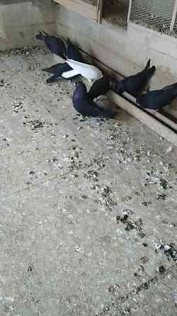 Голуби продажа Екатеринбург