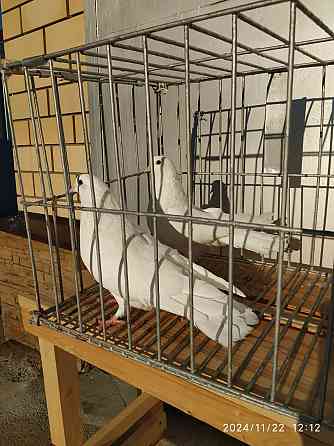 Голуби продажа Екатеринбург