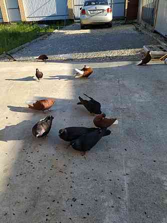 Голуби продажа Екатеринбург