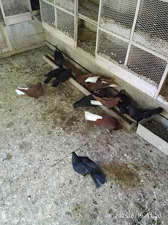 Голуби продажа Екатеринбург