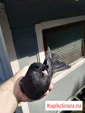 Голуби продажа Екатеринбург - изображение 1