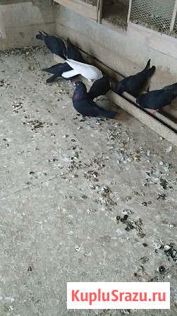 Голуби продажа Екатеринбург - изображение 3