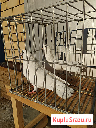 Голуби продажа Екатеринбург - изображение 4