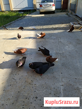 Голуби продажа Екатеринбург - изображение 3