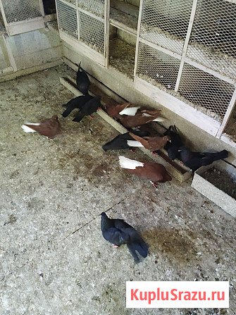 Голуби продажа Екатеринбург - изображение 2