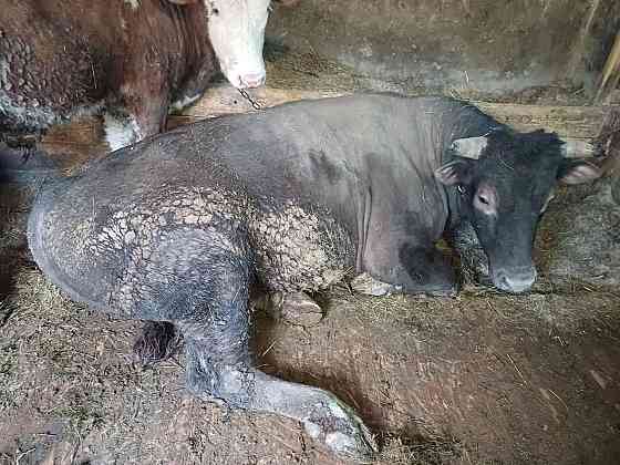 Продам быка Тарасовский