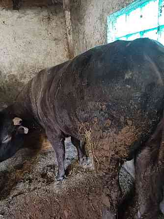 Продам быка Тарасовский