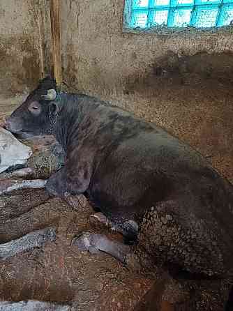 Продам быка Тарасовский