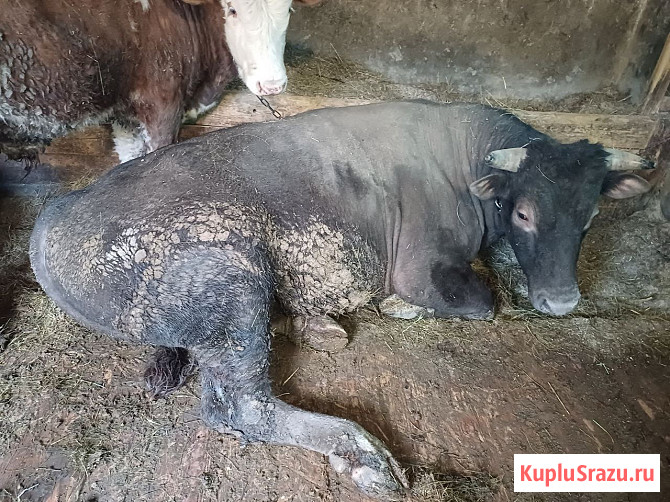 Продам быка Тарасовский - изображение 2