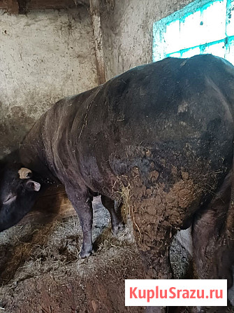 Продам быка Тарасовский - изображение 3