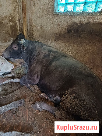 Продам быка Тарасовский - изображение 1