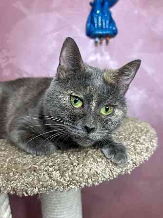 Масяня, ласковая мурлыка, маленькая и забавная кошечка Москва