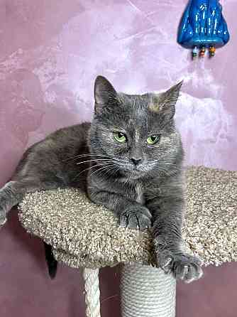 Масяня, ласковая мурлыка, маленькая и забавная кошечка Москва