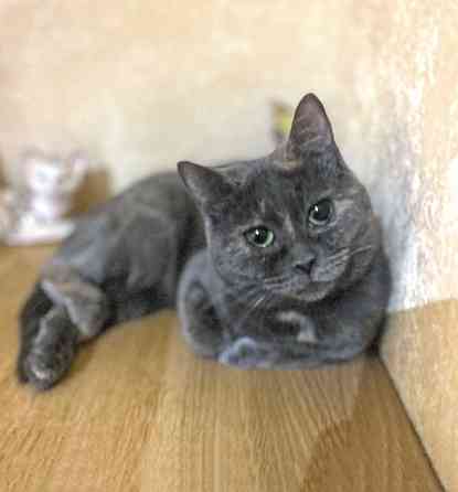 Масяня, ласковая мурлыка, маленькая и забавная кошечка Москва